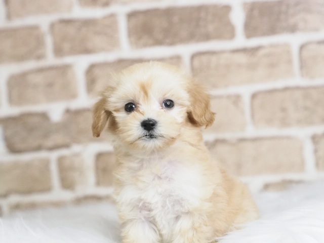 埼玉県のマルプー(マルチーズ×プードル) (かねだい戸田店/2025年12月5日生まれ/女の子/アプリコット)の子犬