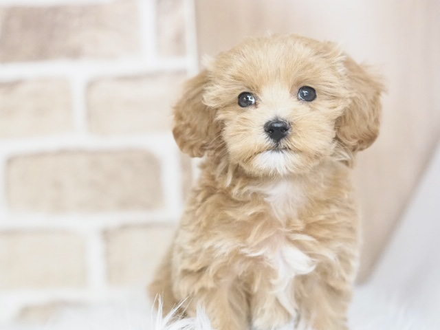 埼玉県のマルプー(マルチーズ×プードル) (かねだい戸田店/2025年12月5日生まれ/女の子/アプリコット)の子犬