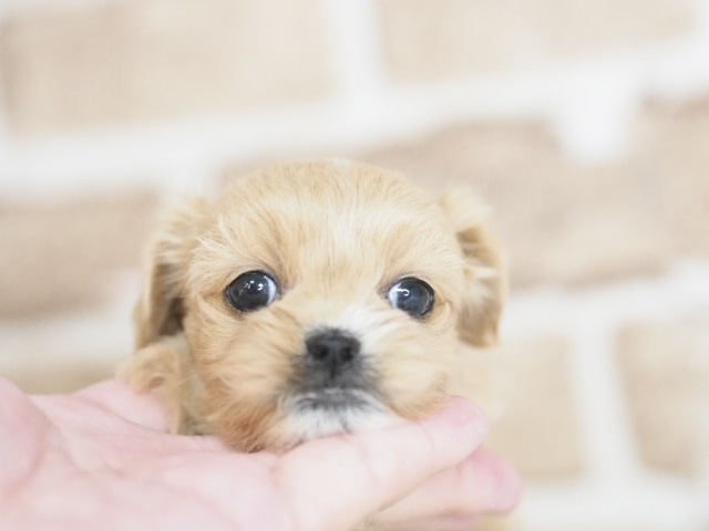 埼玉県のペキプー(ペキニーズ×プードル) (かねだい戸田店/2025年12月7日生まれ/女の子/アプリコット)の子犬