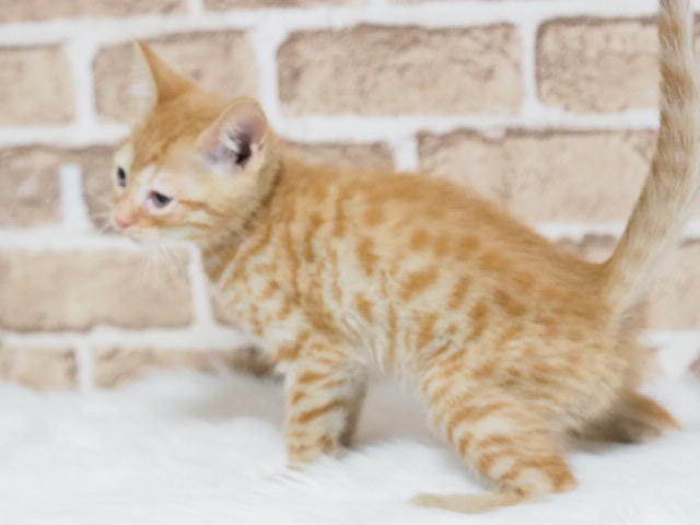 埼玉県のベンガル (かねだい戸田店/2025年12月6日生まれ/男の子/ブラウンスポットタビー)の子猫の1枚目の画像