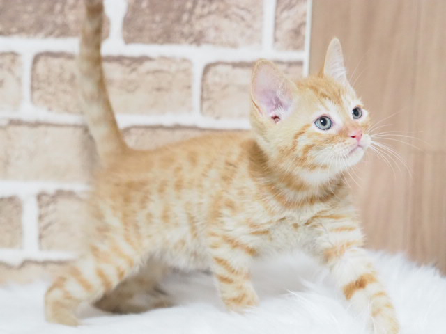 埼玉県のベンガル (かねだい戸田店/2025年12月6日生まれ/男の子/ブラウンスポットタビー)の子猫の2枚目の画像