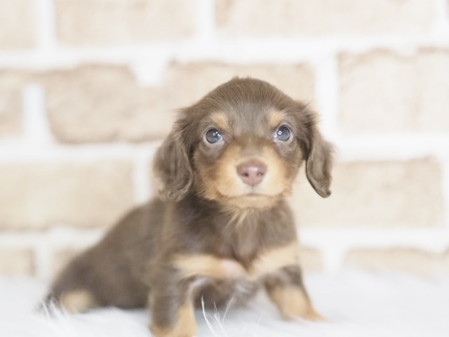 埼玉県のミニチュアダックスフンド(ロング) (かねだい戸田店/2025年12月5日生まれ/女の子/チョコレートタン)の子犬