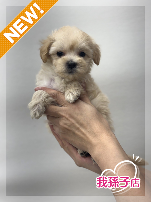 千葉県のマルプー(マルチーズ×プードル) (かねだい我孫子店/2025年12月5日生まれ/男の子/その他色)の子犬の1枚目の画像