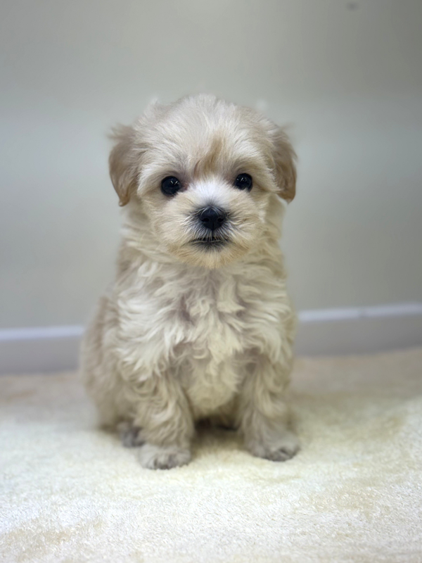 千葉県のマルプー(マルチーズ×プードル) (かねだい我孫子店/2025年12月5日生まれ/男の子/その他色)の子犬の3枚目の画像