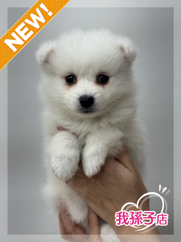 千葉県の日本スピッツ (かねだい我孫子店/2025年12月5日生まれ/男の子/ホワイト)の子犬