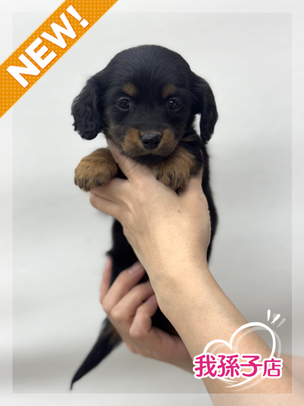 千葉県のミニチュアダックスフンド(ロング) (かねだい我孫子店/2025年12月1日生まれ/女の子/ブラックタン)の子犬の1枚目の画像