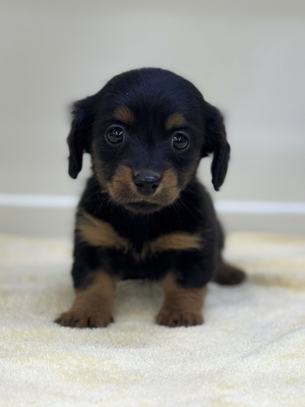 千葉県のミニチュアダックスフンド(ロング) (かねだい我孫子店/2025年12月1日生まれ/女の子/ブラックタン)の子犬の2枚目の画像