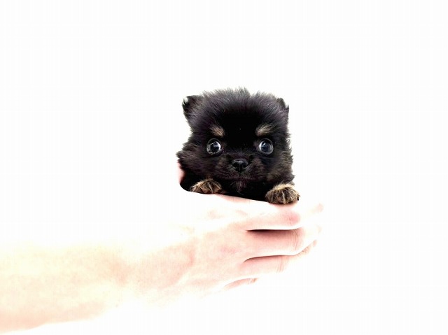 東京都のポメチワ/チワポメ/ポメチー(ポメラニアン×チワワ) (かねだい本町田店/2025年12月6日生まれ/男の子/ブラックタン)の子犬の1枚目の画像