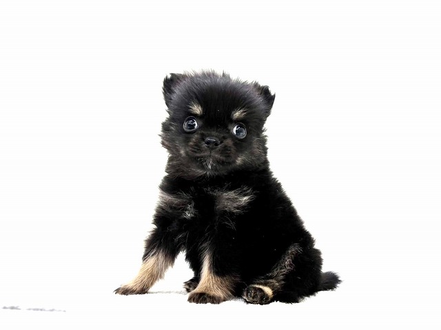 東京都のポメチワ/チワポメ/ポメチー(ポメラニアン×チワワ) (かねだい本町田店/2025年12月6日生まれ/男の子/ブラックタン)の子犬の2枚目の画像