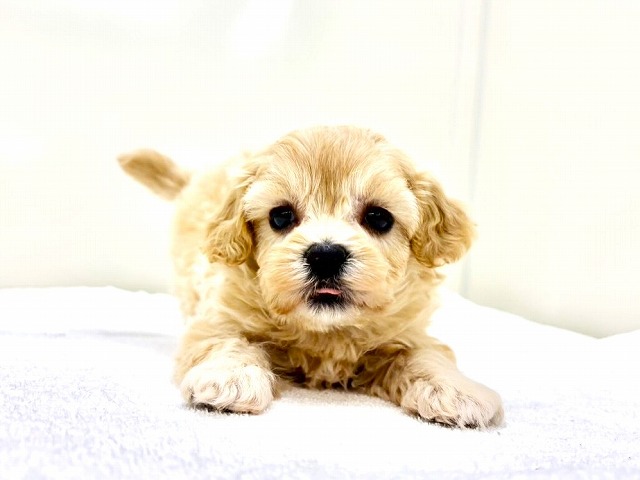 東京都のマルプー(マルチーズ×プードル) (かねだい本町田店/2025年12月6日生まれ/女の子/アプリコットホワイト)の子犬の1枚目の画像