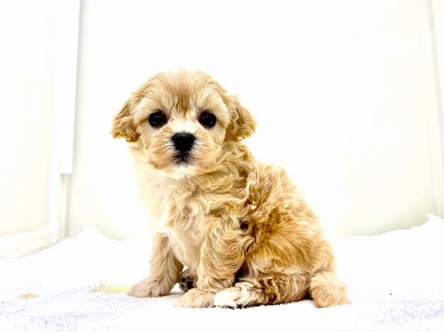 東京都のマルプー(マルチーズ×プードル) (かねだい本町田店/2025年12月6日生まれ/女の子/アプリコットホワイト)の子犬の2枚目の画像