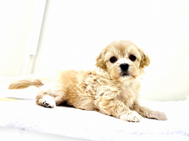 東京都のマルプー(マルチーズ×プードル) (かねだい本町田店/2025年12月6日生まれ/女の子/アプリコットホワイト)の子犬の3枚目の画像