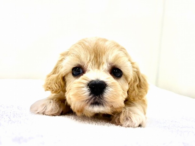 東京都のマルプー(マルチーズ×プードル) (かねだい本町田店/2025年12月6日生まれ/女の子/アプリコットホワイト)の子犬の4枚目の画像