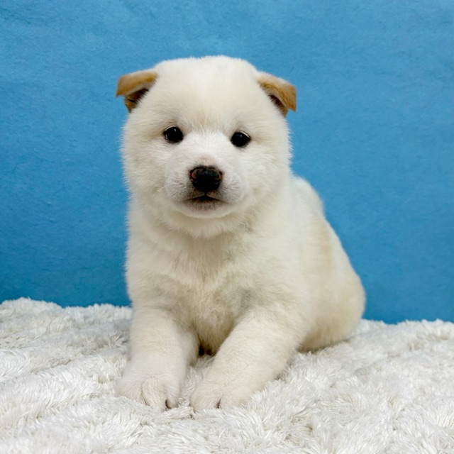 千葉県の柴犬(標準サイズ) (かねだい四街道店/2025年12月6日生まれ/男の子/白)の子犬の1枚目の画像