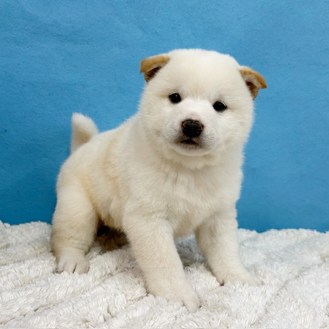 千葉県の柴犬(標準サイズ) (かねだい四街道店/2025年12月6日生まれ/男の子/白)の子犬の2枚目の画像