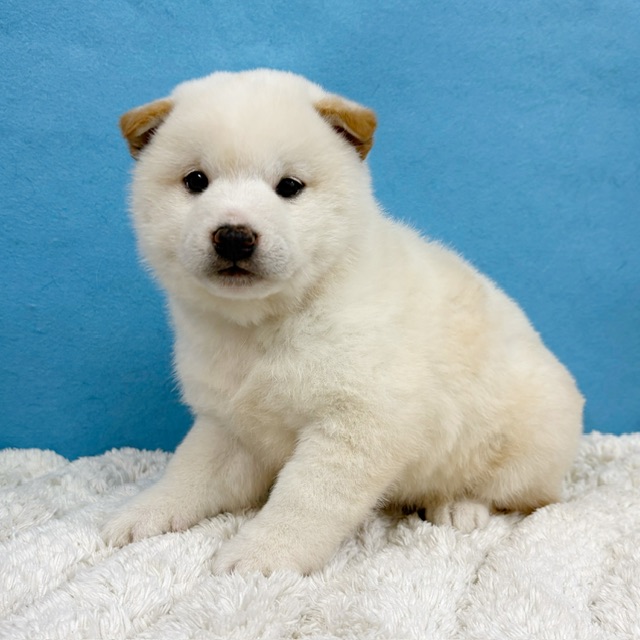 千葉県の柴犬(標準サイズ) (かねだい四街道店/2025年12月6日生まれ/男の子/白)の子犬の3枚目の画像