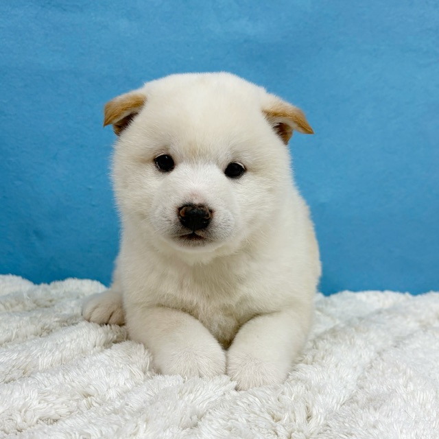 千葉県の柴犬(標準サイズ) (かねだい四街道店/2025年12月6日生まれ/男の子/白)の子犬の4枚目の画像