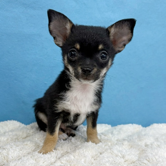 千葉県のチワワ(ロング) (かねだい四街道店/2025年11月30日生まれ/男の子/ブラックタンホワイト)の子犬の1枚目の画像