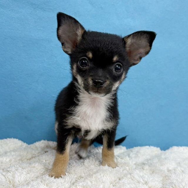 千葉県のチワワ(ロング) (かねだい四街道店/2025年11月30日生まれ/男の子/ブラックタンホワイト)の子犬の2枚目の画像