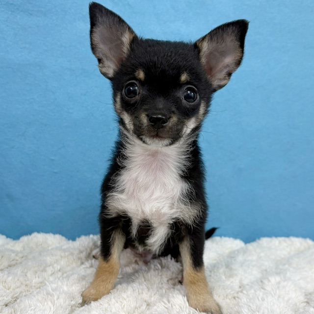 千葉県のチワワ(ロング) (かねだい四街道店/2025年11月30日生まれ/男の子/ブラックタンホワイト)の子犬の3枚目の画像