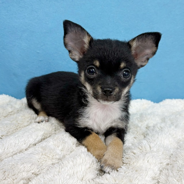 千葉県のチワワ(ロング) (かねだい四街道店/2025年11月30日生まれ/男の子/ブラックタンホワイト)の子犬の4枚目の画像