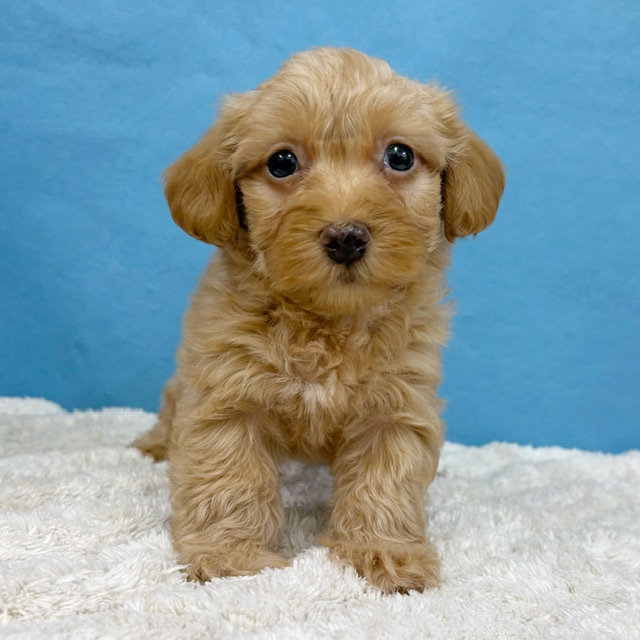 千葉県のハーフ犬・ミックス犬 (かねだい四街道店/2025年12月6日生まれ/女の子/クリーム)の子犬の1枚目の画像