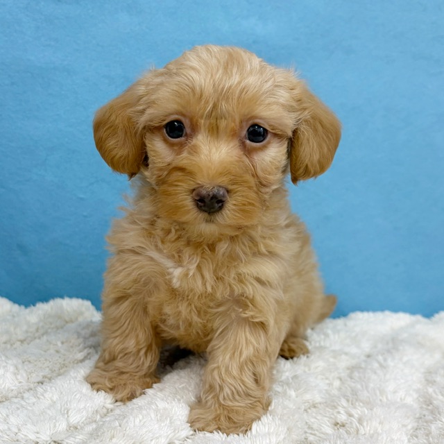 千葉県のハーフ犬・ミックス犬 (かねだい四街道店/2025年12月6日生まれ/女の子/クリーム)の子犬の3枚目の画像