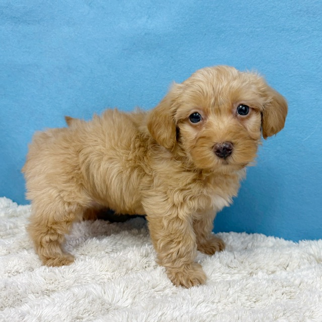 千葉県のハーフ犬・ミックス犬 (かねだい四街道店/2025年12月6日生まれ/女の子/クリーム)の子犬の4枚目の画像