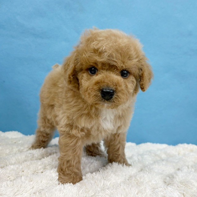 千葉県のハーフ犬・ミックス犬 (かねだい四街道店/2025年12月5日生まれ/男の子/アプリコット)の子犬の1枚目の画像