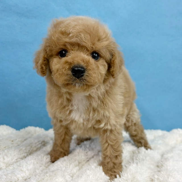 千葉県のハーフ犬・ミックス犬 (かねだい四街道店/2025年12月5日生まれ/男の子/アプリコット)の子犬の2枚目の画像