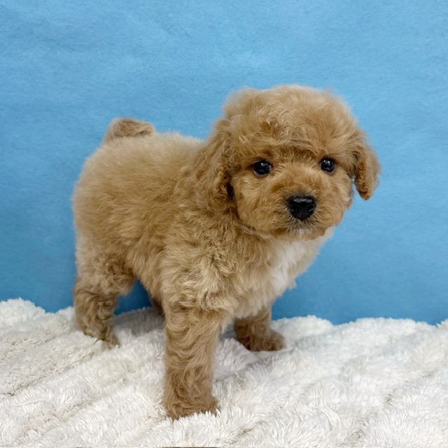 千葉県のハーフ犬・ミックス犬 (かねだい四街道店/2025年12月5日生まれ/男の子/アプリコット)の子犬の3枚目の画像