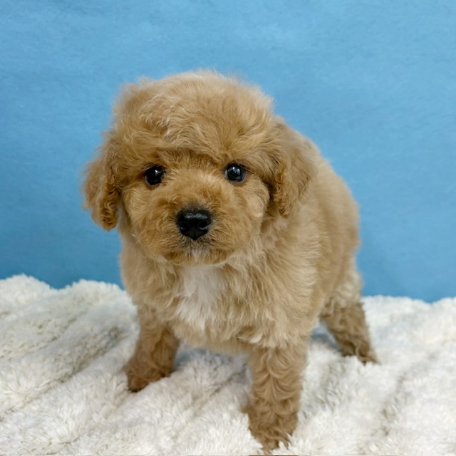 千葉県のハーフ犬・ミックス犬 (かねだい四街道店/2025年12月5日生まれ/男の子/アプリコット)の子犬の4枚目の画像