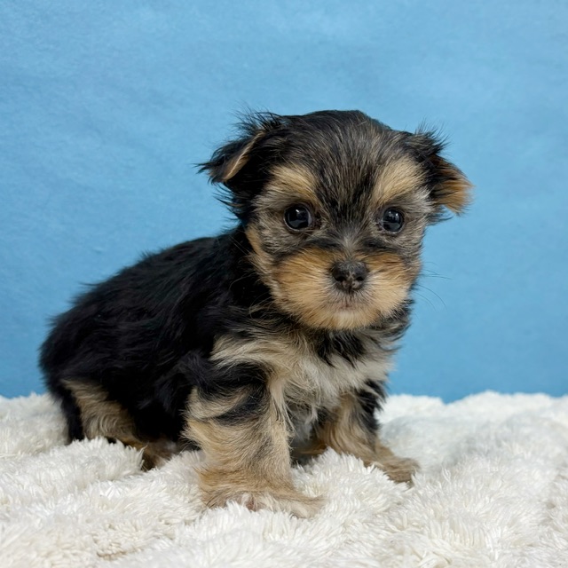 千葉県のハーフ犬・ミックス犬 (かねだい四街道店/2025年12月6日生まれ/女の子/ブラックホワイト)の子犬の2枚目の画像