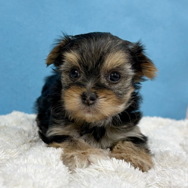 千葉県のハーフ犬・ミックス犬 (かねだい四街道店/2025年12月6日生まれ/女の子/ブラックホワイト)の子犬の3枚目の画像