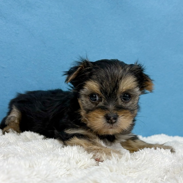 千葉県のハーフ犬・ミックス犬 (かねだい四街道店/2025年12月6日生まれ/女の子/ブラックホワイト)の子犬の4枚目の画像