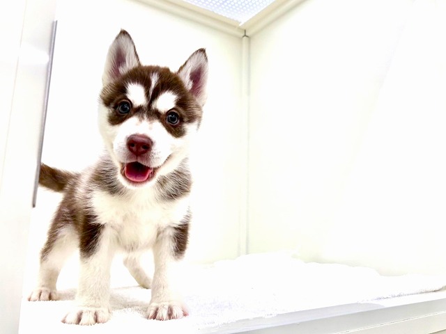 東京都のシベリアンハスキー (かねだい本町田店/2025年12月5日生まれ/女の子/チョコレートホワイト)の子犬の1枚目の画像