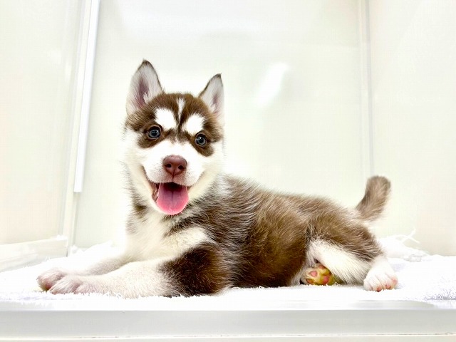 東京都のシベリアンハスキー (かねだい本町田店/2025年12月5日生まれ/女の子/チョコレートホワイト)の子犬の3枚目の画像