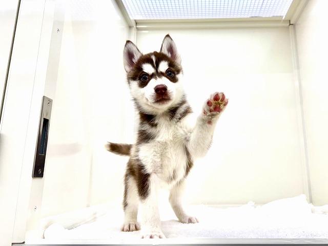 東京都のシベリアンハスキー (かねだい本町田店/2025年12月5日生まれ/女の子/チョコレートホワイト)の子犬の4枚目の画像