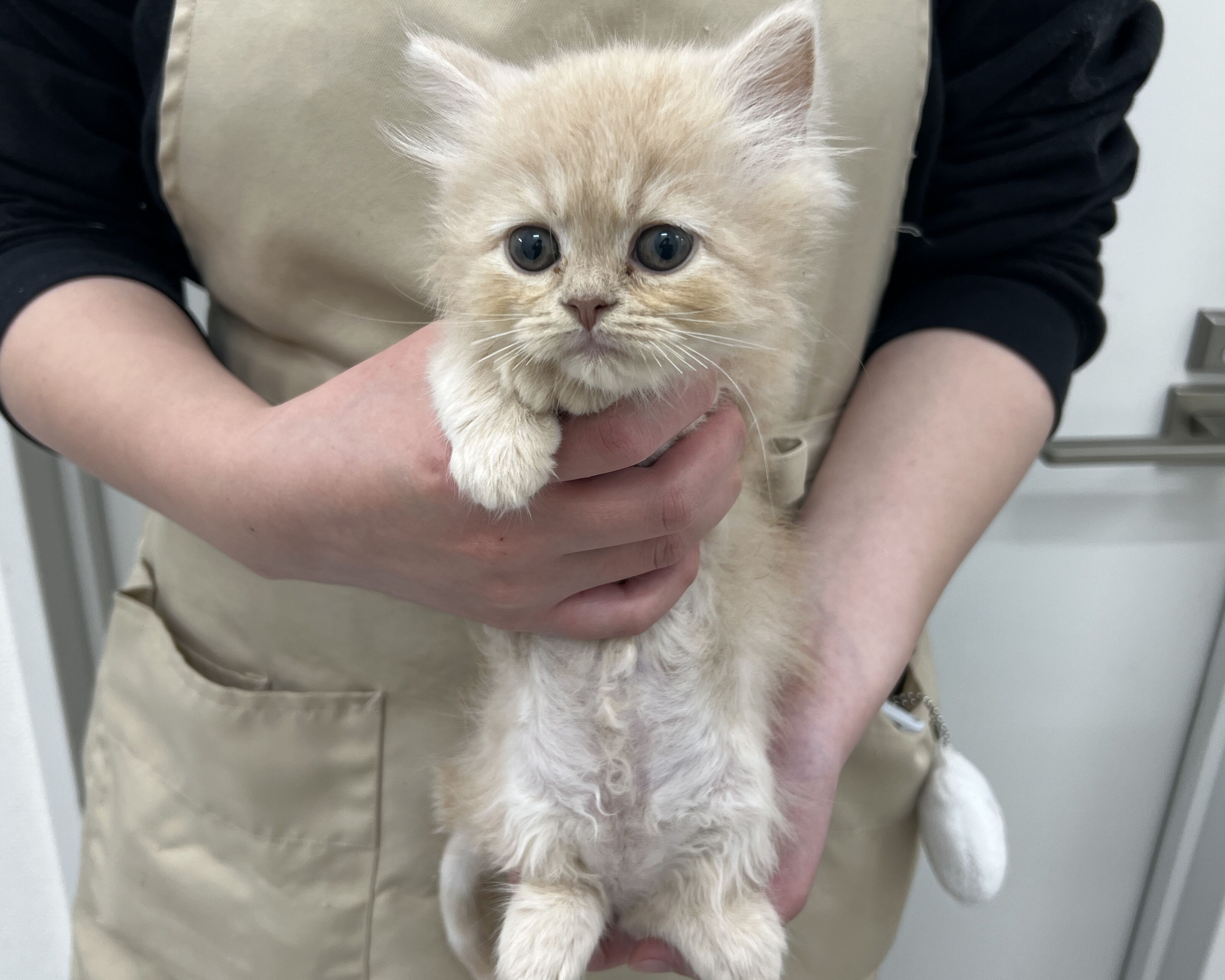 千葉県のサイベリアン (かねだい千葉店/2025年12月6日生まれ/女の子/クリームタビー)の子猫の1枚目の画像