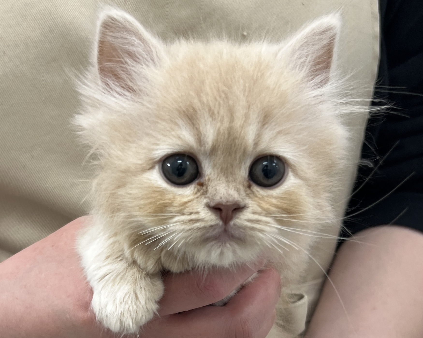 千葉県のサイベリアン (かねだい千葉店/2025年12月6日生まれ/女の子/クリームタビー)の子猫の2枚目の画像
