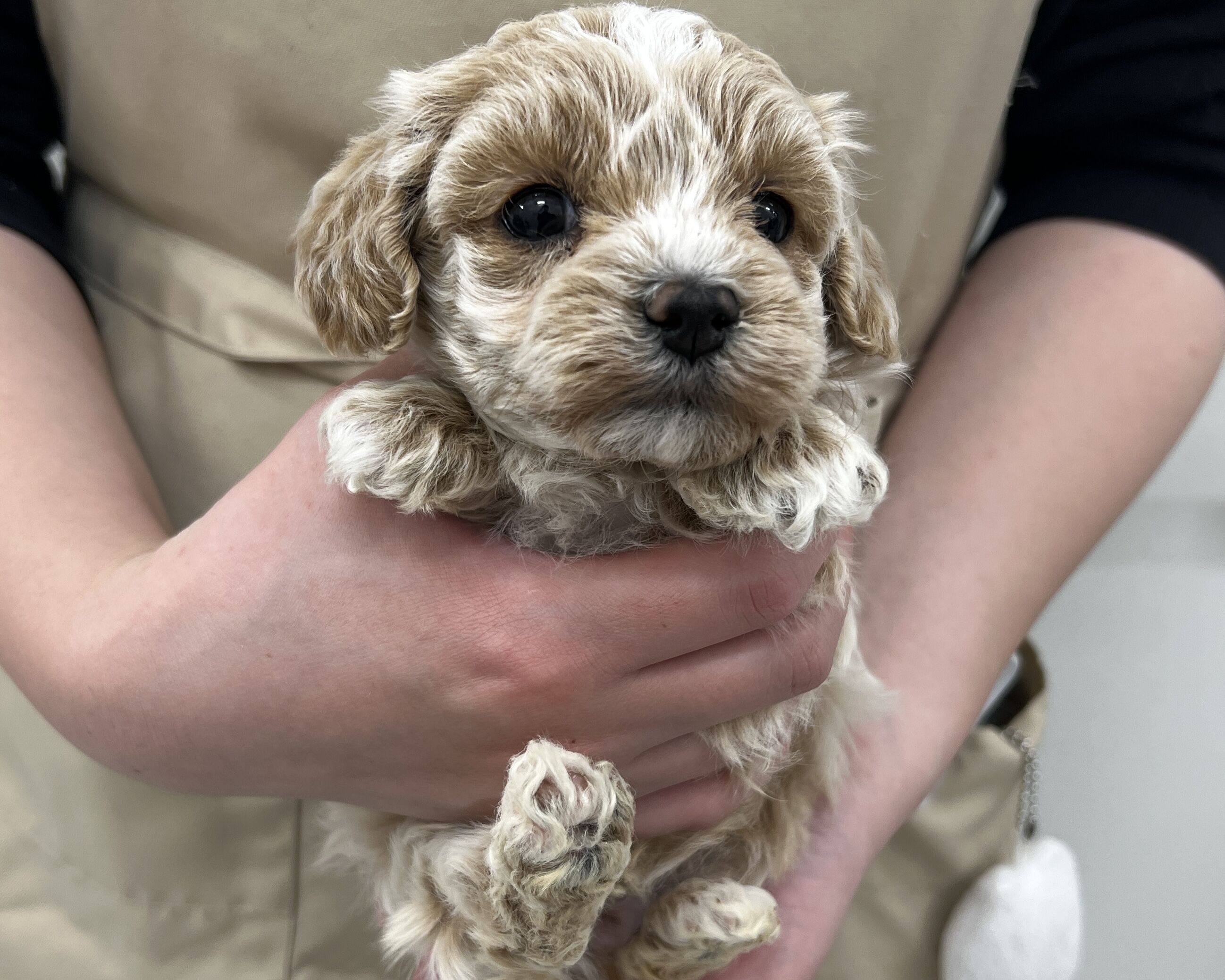 千葉県のマルプー(マルチーズ×プードル) (かねだい千葉店/2025年12月6日生まれ/男の子/クリーム)の子犬の1枚目の画像