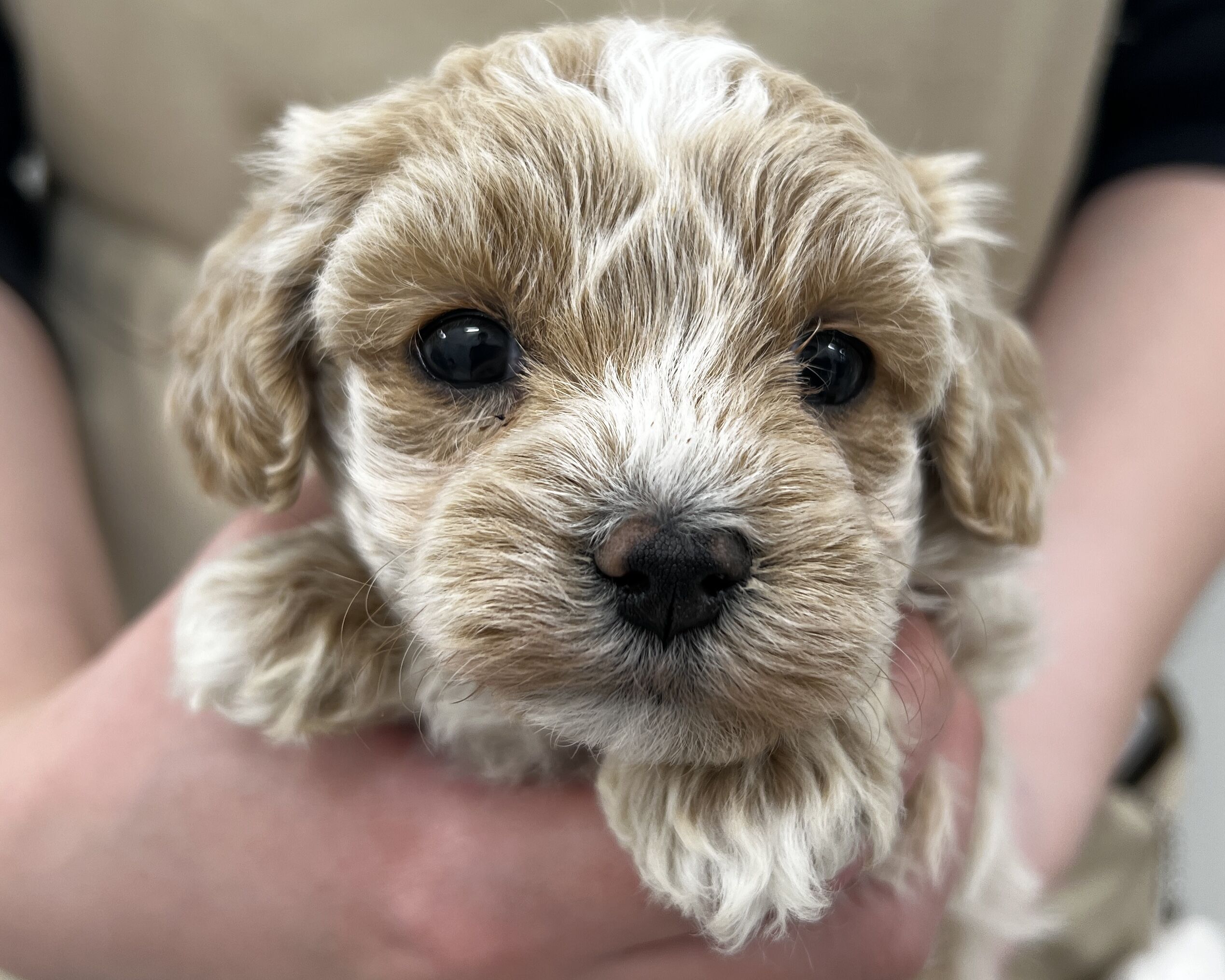 千葉県のマルプー(マルチーズ×プードル) (かねだい千葉店/2025年12月6日生まれ/男の子/クリーム)の子犬の2枚目の画像