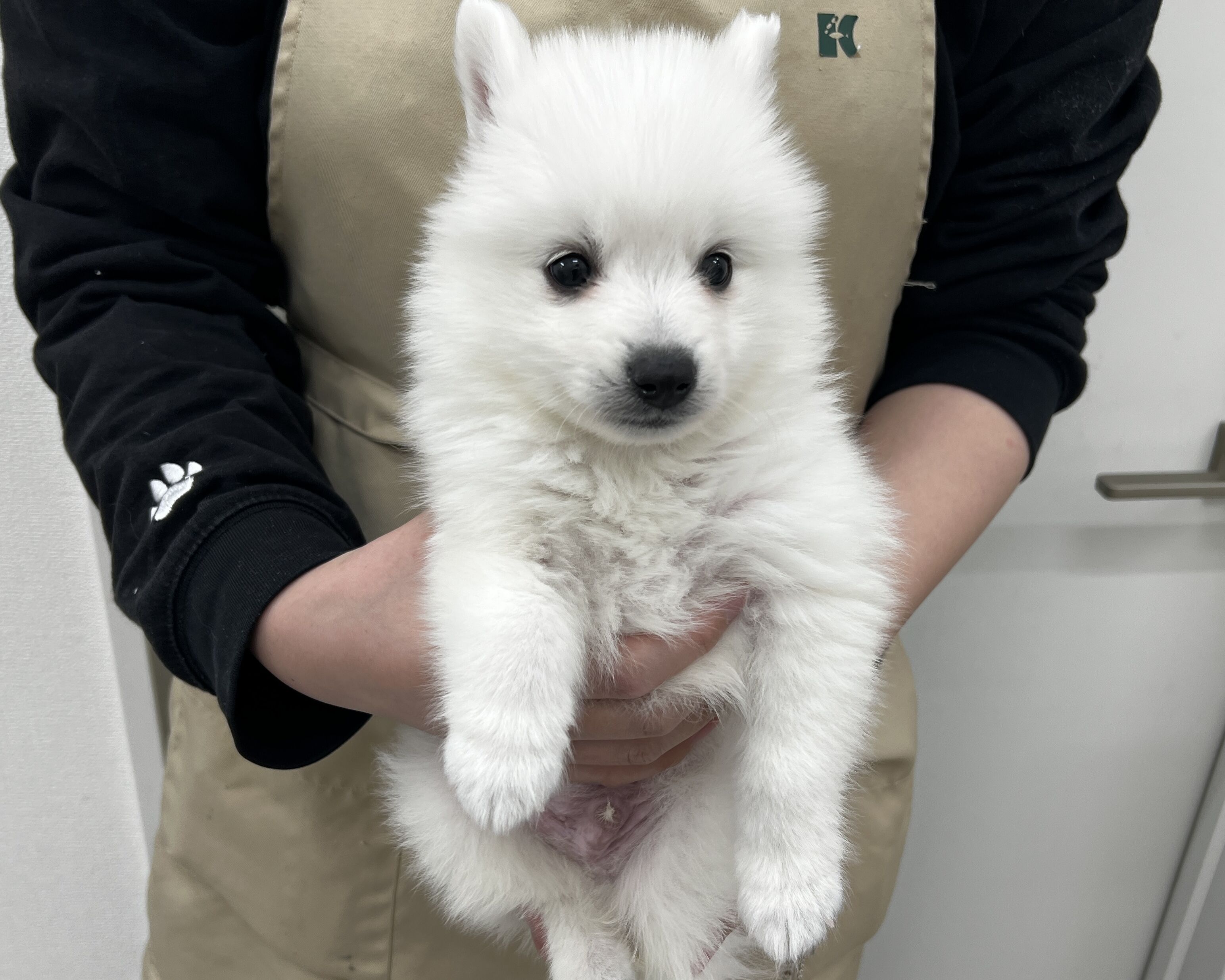 千葉県の日本スピッツ (かねだい千葉店/2025年12月7日生まれ/男の子/ホワイト)の子犬の1枚目の画像