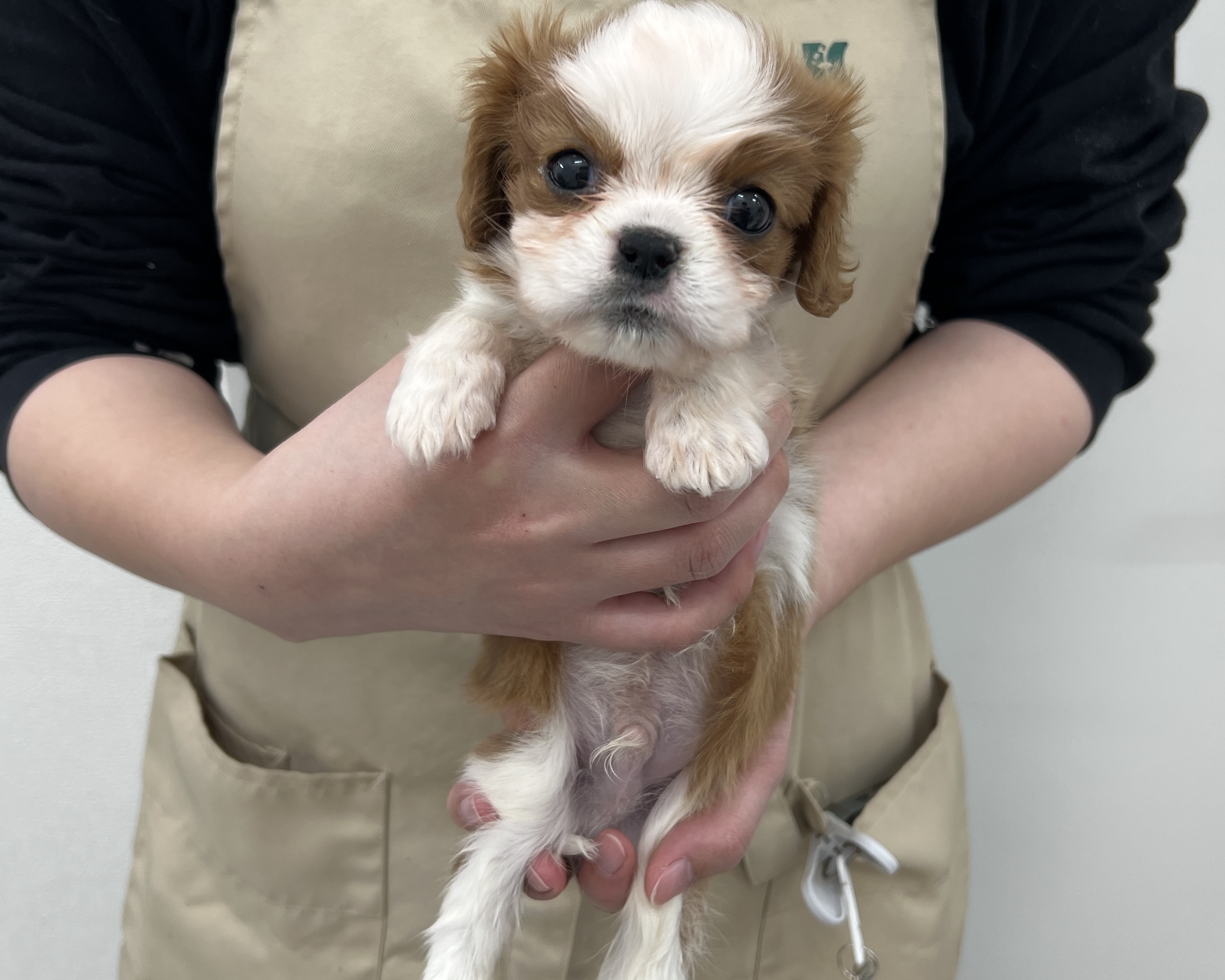 千葉県のキャバリアキングチャールズスパニエル (かねだい千葉店/2025年12月7日生まれ/男の子/ブレンハイム)の子犬の1枚目の画像