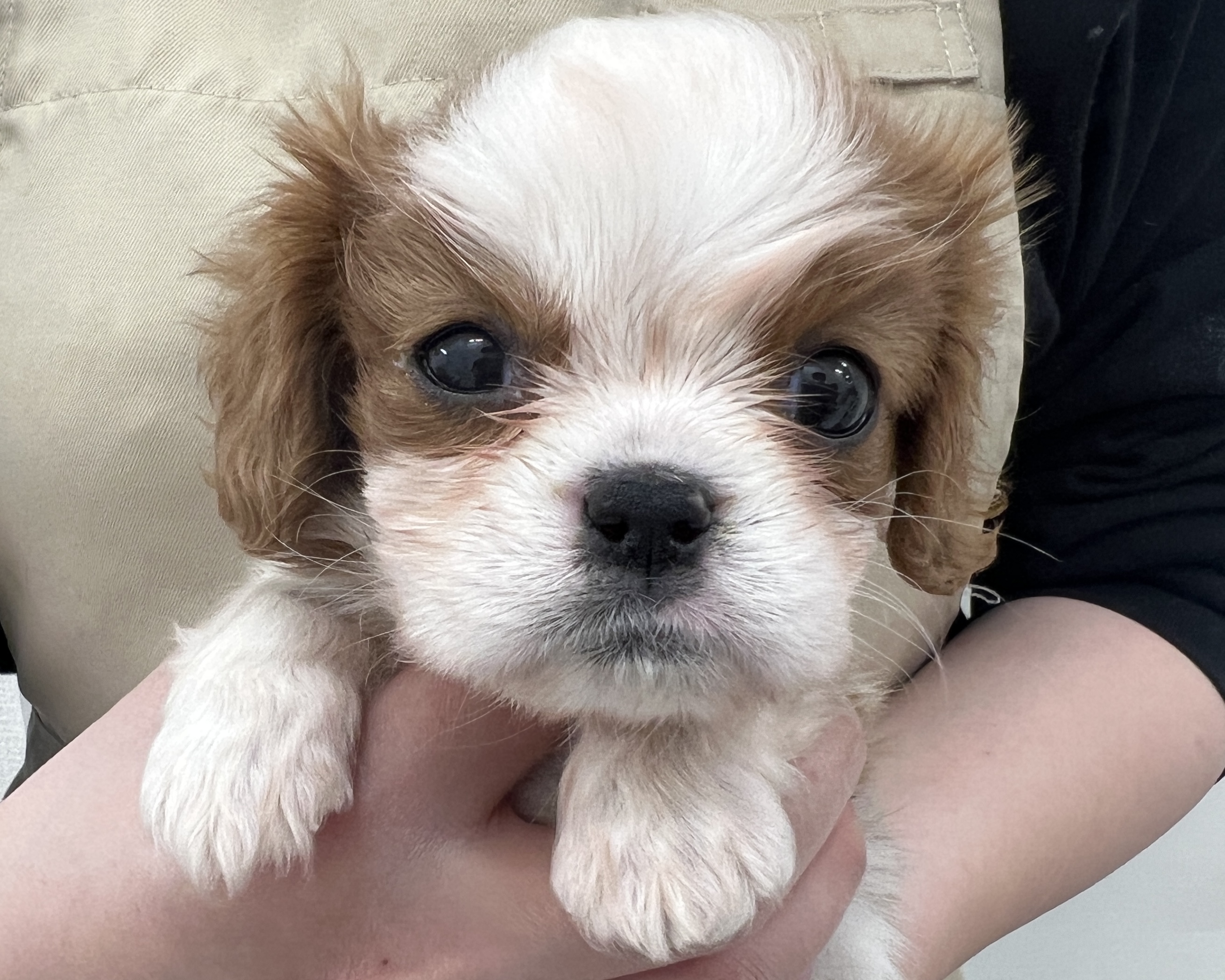 千葉県のキャバリアキングチャールズスパニエル (かねだい千葉店/2025年12月7日生まれ/男の子/ブレンハイム)の子犬の2枚目の画像