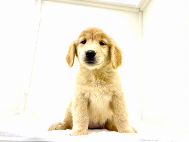 東京都のゴールデンレトリバー (かねだい本町田店/2025年12月6日生まれ/女の子/ゴールデン)の子犬の1枚目の画像