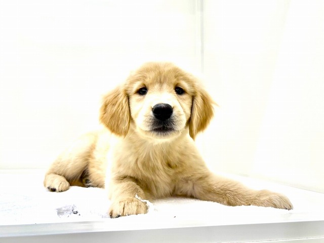 東京都のゴールデンレトリバー (かねだい本町田店/2025年12月6日生まれ/女の子/ゴールデン)の子犬の2枚目の画像