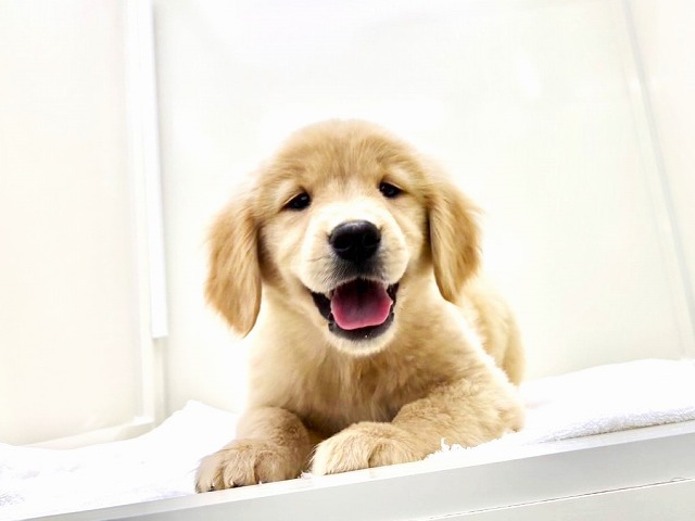 東京都のゴールデンレトリバー (かねだい本町田店/2025年12月6日生まれ/女の子/ゴールデン)の子犬の3枚目の画像