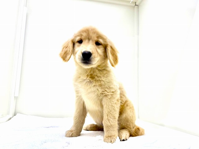 東京都のゴールデンレトリバー (かねだい本町田店/2025年12月6日生まれ/女の子/ゴールデン)の子犬の4枚目の画像