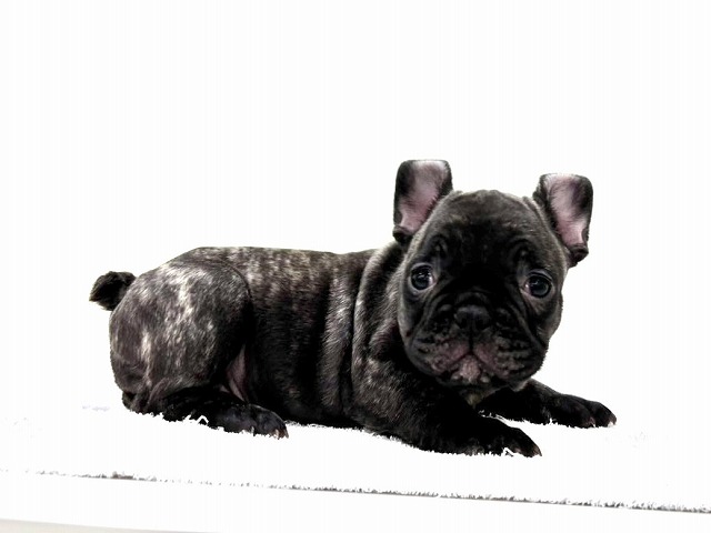 東京都のフレンチブルドッグ (かねだい本町田店/2025年12月2日生まれ/男の子/ブリンドル)の子犬の1枚目の画像
